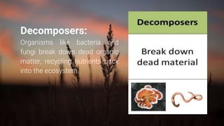 Ecological Disruption: What Happens When an Organism is Removed from a Food Chain