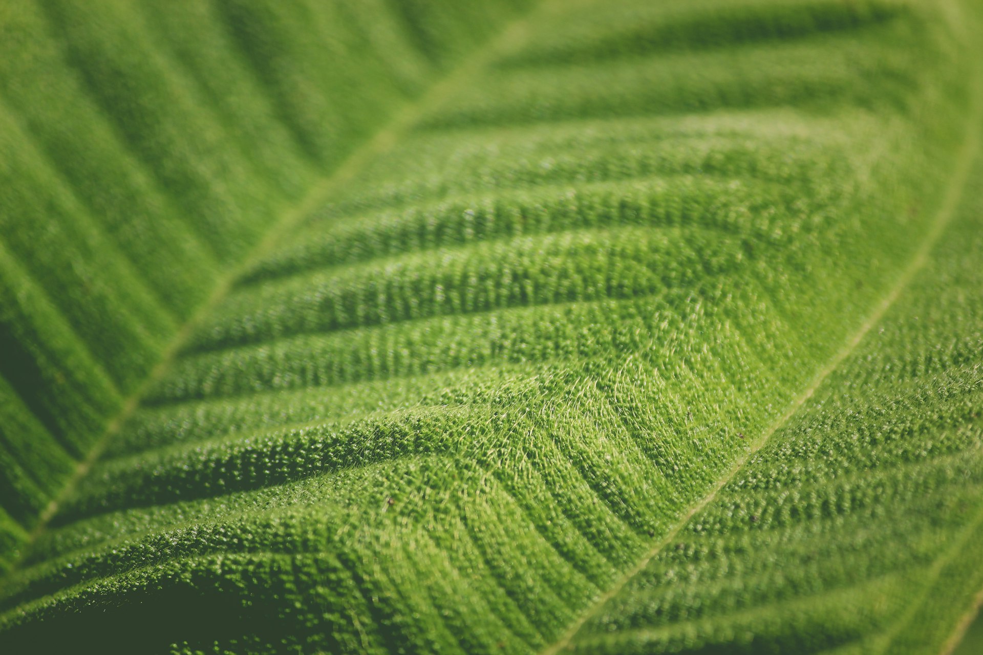 Driving Sustainable Energy: How Synthetic Biology is Revolutionizing Biofuel Production