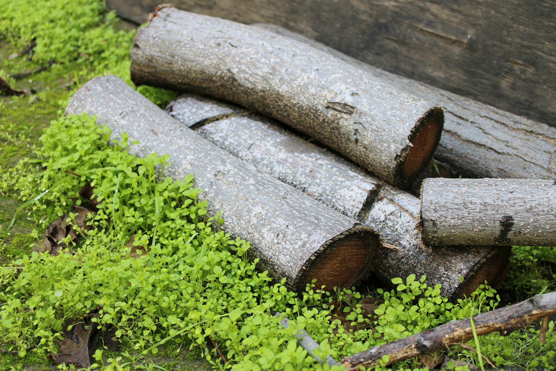 Eco-Friendly Natural Mulch Alternatives: Sustainable Choices for Your Garden