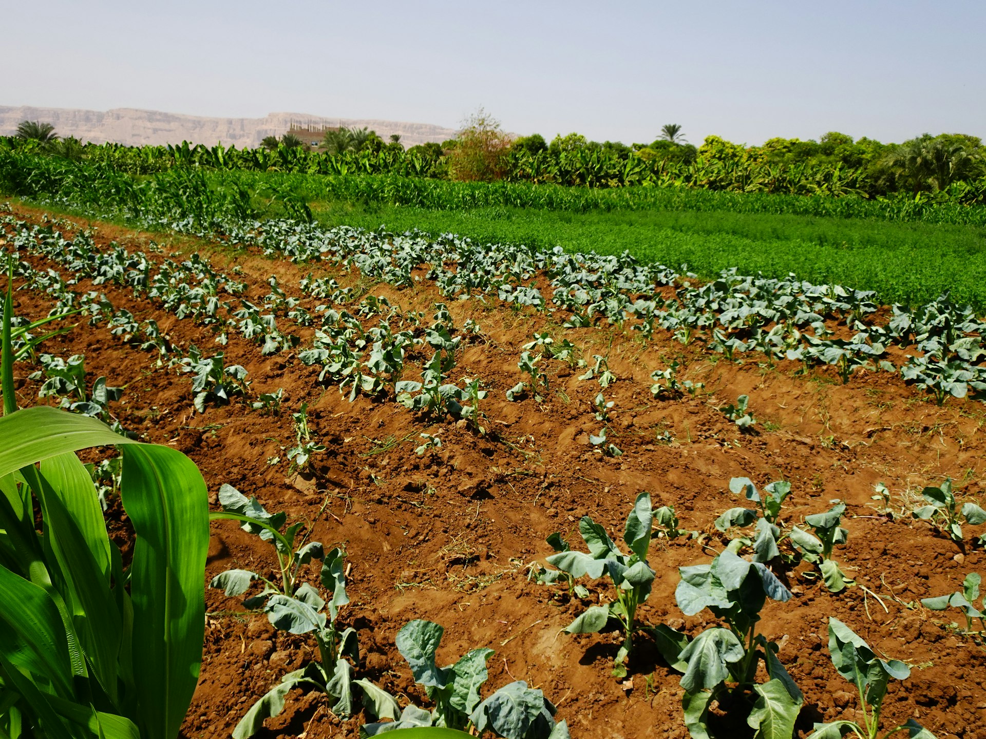 Building Food Security Through Proven Sustainable Agriculture Practices